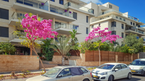 Ness,Ziona,,Israel-march,11,,2018:,Sidewalk,With,Two,Judas,Trees